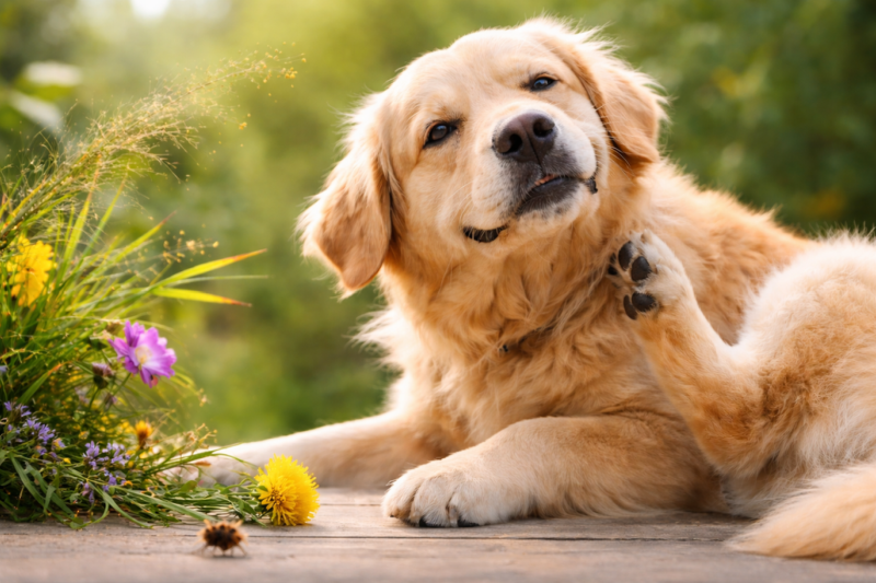 Pet Allergies Explained Causes, Symptoms, and Treatment Options